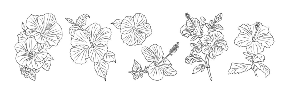 Set of Hibiscus flowers line art vector botanical illustrations. Tropical blooms with leaves hand drawn black ink sketches collection. Modern design for logo, tattoo, wall art, branding and packaging.