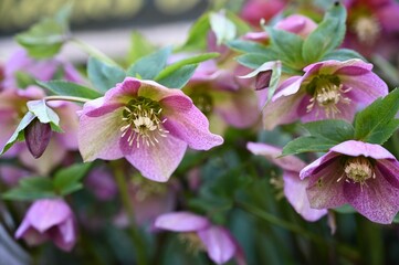 Vibrant Helleborus orientalis flowers in the garden