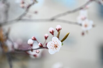 Close-up shot of a white flowering tree branch in the springtime