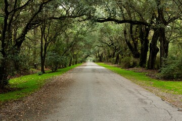 Scenic country road surrounded by lush greenery leading to a sunlit open area