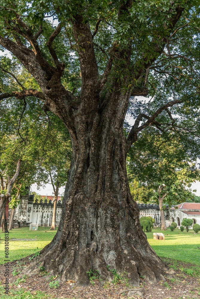 Poster vertical of a large green tree trunk in the midst of a lush field with buildings in the background