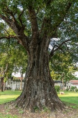 Vertical of a large green tree trunk in the midst of a lush field with buildings in the background