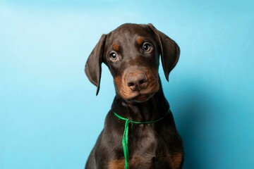 Doberman puppy on a blue background. Puppy looks at the camera in a photo studio. Place for your text. Portrait of dog on blue background. pet studio shot