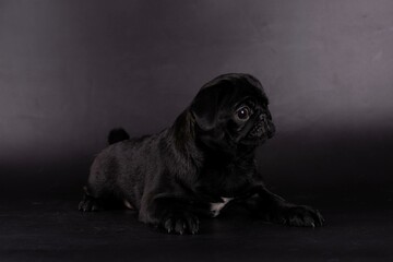 Pug in studio on a black background