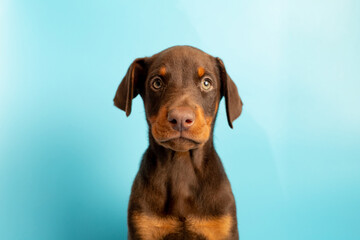 Doberman puppy on a blue background. Puppy looks at the camera in a photo studio. Place for your...