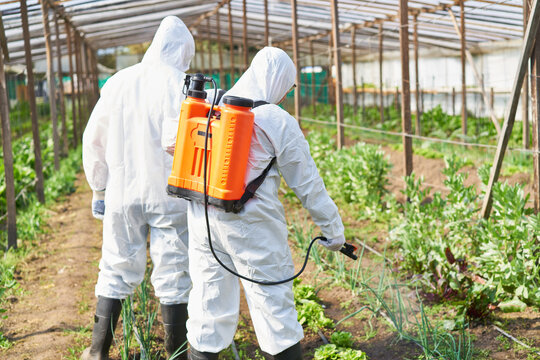 Farmers spraying pesticide on vegetables