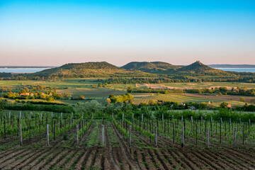 Vineyards and the Badacsony mountain with Lake Balaton at sunset in Hungary