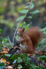 Squirrel (Sciurus vulgaris) Scoiattolo