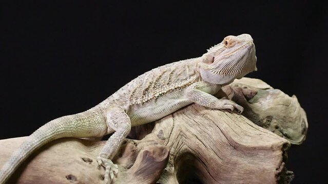 Close-up view of a Central bearded dragon on a wooden piece