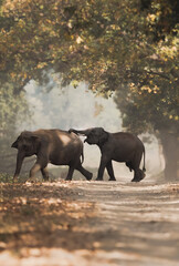 Fototapeta premium Asian elephants differ from African elephants in several ways. They are not quite as big as their African cousins, and have proportionally smaller ears. 