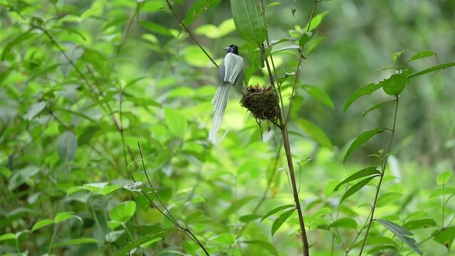 Asian Paradise Flycatcher  birds feed their young in the nest.