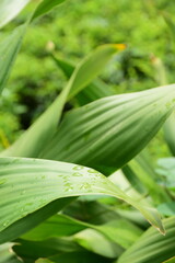 Obraz premium close up of green leaves