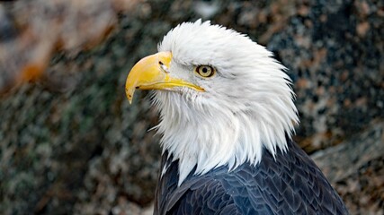 an eagle that is staring over his shoulder to the left