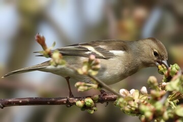 Female chaffinch perched on a branch feeding on flower buds.