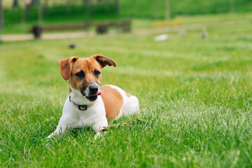 Portrait of jack russell terrier dog in nature. Blurred green background. Close-up.	
