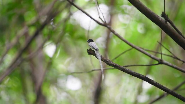 Asian Paradise Flycatcher  birds on branch.