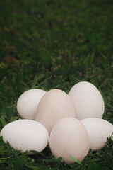 eggs in the grass
