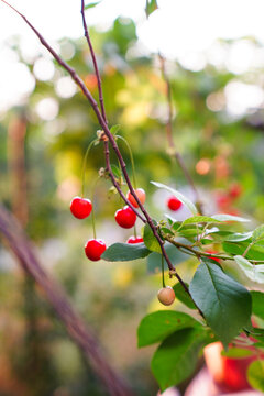 Cherries on the branch.          