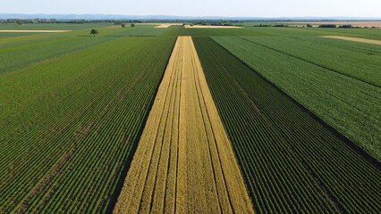 ripe wheat field and green corn and soya bean fields seen by drone