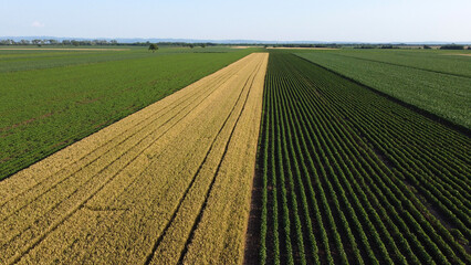 ripe wheat field and green corn and soya bean fields seen by drone