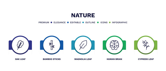 set of nature thin line icons. nature outline icons with infographic template. linear icons such as oak leaf, bamboo sticks, magnolia leaf, human brian, cypress leaf vector.