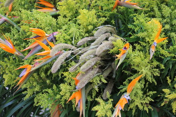 Flor exotica