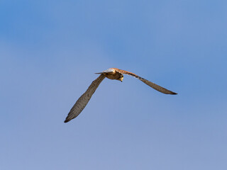 Common kestrel, Falco tinnunculus, in the marsh of the albufera of Valencia, Spain