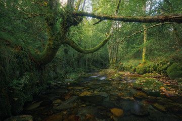 A moss covered tree with long limb like branches leans over a river