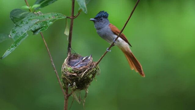 Asian Paradise Flycatcher  birds feed their young in the nest.