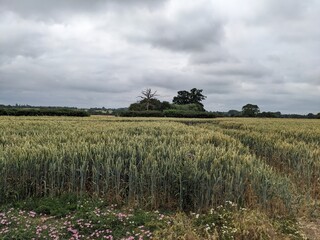 Field of wheat near Fuller Street, Essex, UK