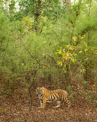 wild bengal female tiger or panthera tigris with eye contact in natural green bamboo forest background in buffer area zone safari at bandhavgarh national park forest madhya pradesh india asia