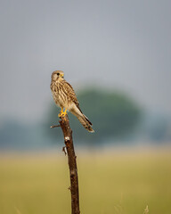 Common kestrel or european kestrel or Falco tinnunculus bird closeup perched in scenic grassland background during winter migration in tal chhapar blackbuck sanctuary churu rajasthan india asia