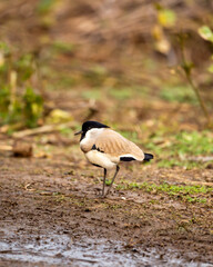Near threatned bird river lapwing or Vanellus duvaucelii bird closeup or portrait at dhikala zone of jim corbett national park forest or tiger reserve uttarakhand india asia