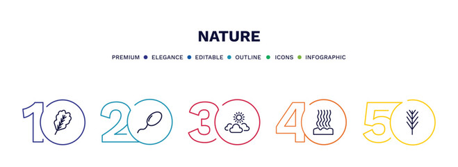 set of nature thin line icons. nature outline icons with infographic template. linear icons such as oak leaf, fertilize clinic, sunny protic, fasciculate, pine leaf vector.