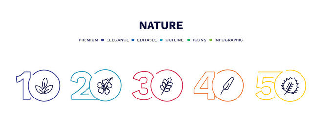 Fototapeta premium set of nature thin line icons. nature outline icons with infographic template. linear icons such as tree leave, hibiscus, grains, subulate, birch leaf vector.
