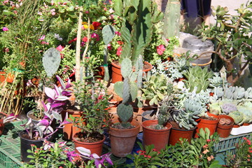 Fototapeta na wymiar Cactus