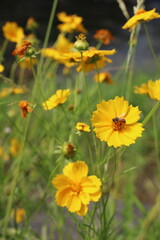 노란 코스모스 꽃과 꿀벌