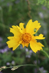 노란 코스모스 꽃 자연