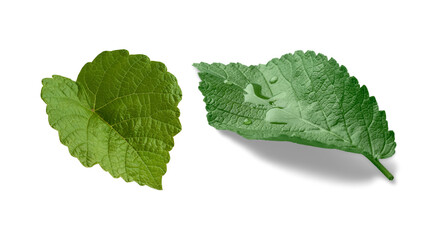 leaf isolated on white background