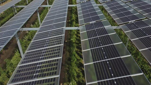 Agrivoltaics Or Agrophotovoltaics System - aerial drone shot, fly over close up