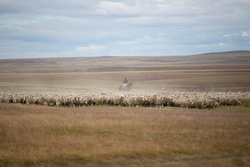 Wool Sheep cattle ranch in south patagonia argentina