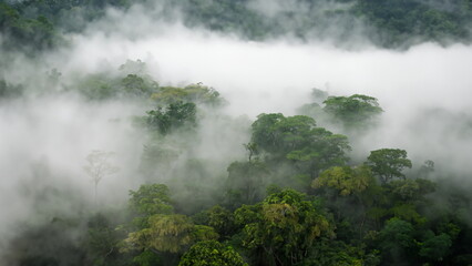 Amazon rainforest with fog in the morning