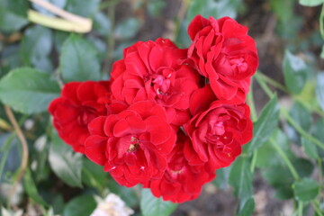 A close up of a flower