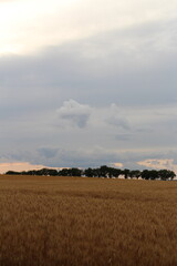 Fototapeta premium A field with trees and clouds