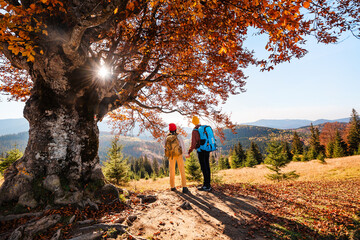 Family is hiking in mountains. Children with backpacks stand near large lonely tree with autumn leaves.