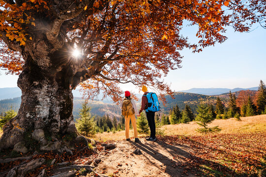 Family is hiking in mountains. Children with backpacks stand near large lonely tree with autumn leaves.