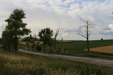 A road with trees and grass