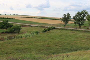 A grassy field with trees