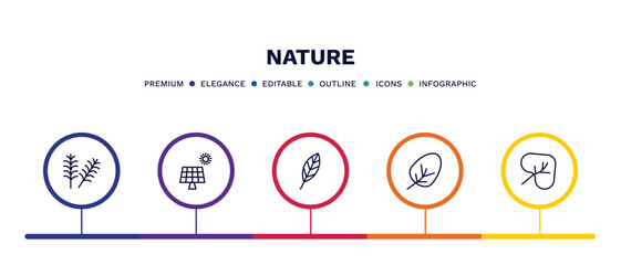 set of nature thin line icons. nature outline icons with infographic template. linear icons such as yew leaf, solar, lanceolate, apricot leaf leaf, cordate vector.