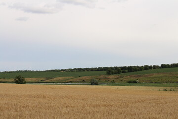 A field with grass and trees